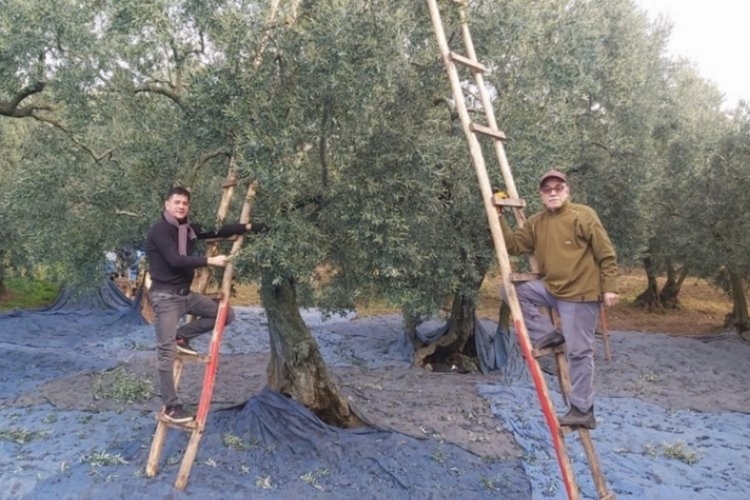 Zeytin hasadında  son günler