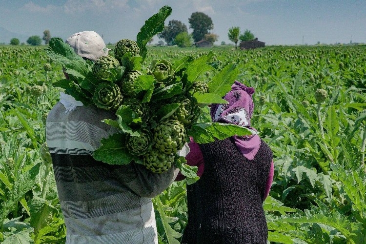 Hatay'ın Meşhur Enginarları Reyonlarda Satışa Çıktı