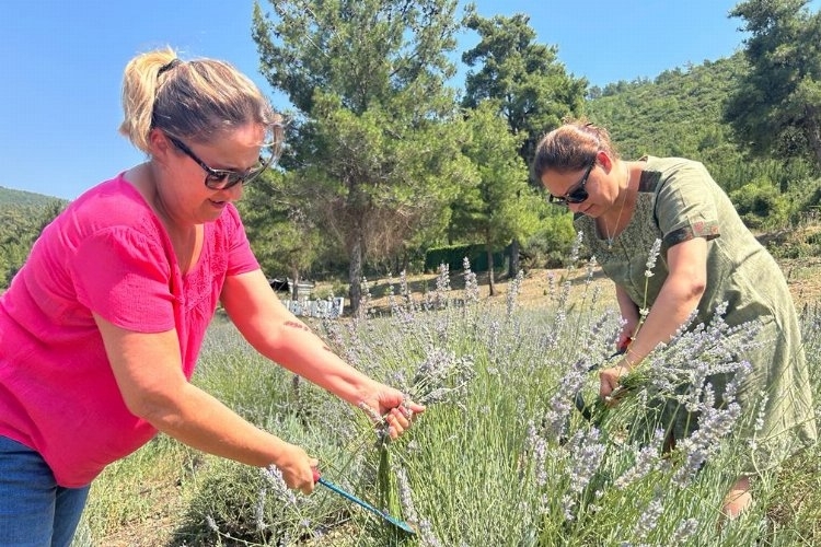 Bodrum'da Lavanta Hasadı Zamanı
