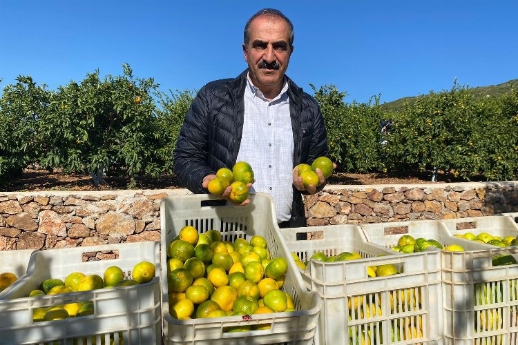 Satsuma Mandalinalarının Dışa İhracat Serüveni Heyecanla Bekleniyor