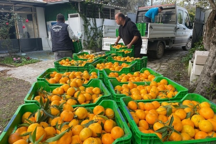 Muğla'da Mandalin Üreticileri Hala Ürünlerini Satıyor
