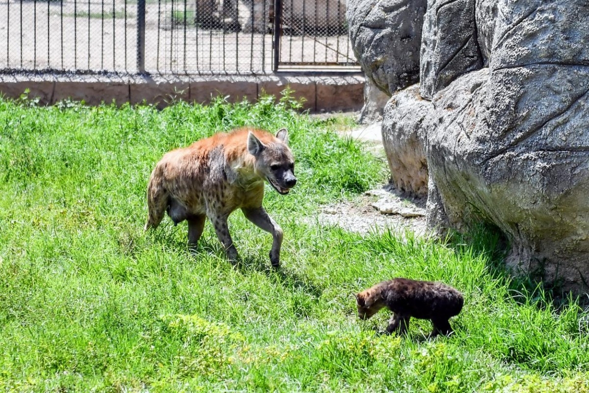Tarsus Doğa Parkı Yeni Üyelerine Kavuştu