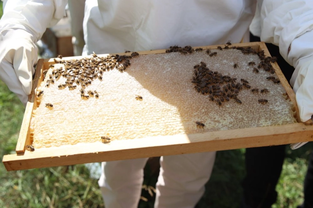 Ordu’da Arıcılara Varroa İlacı Desteği Müjdesi